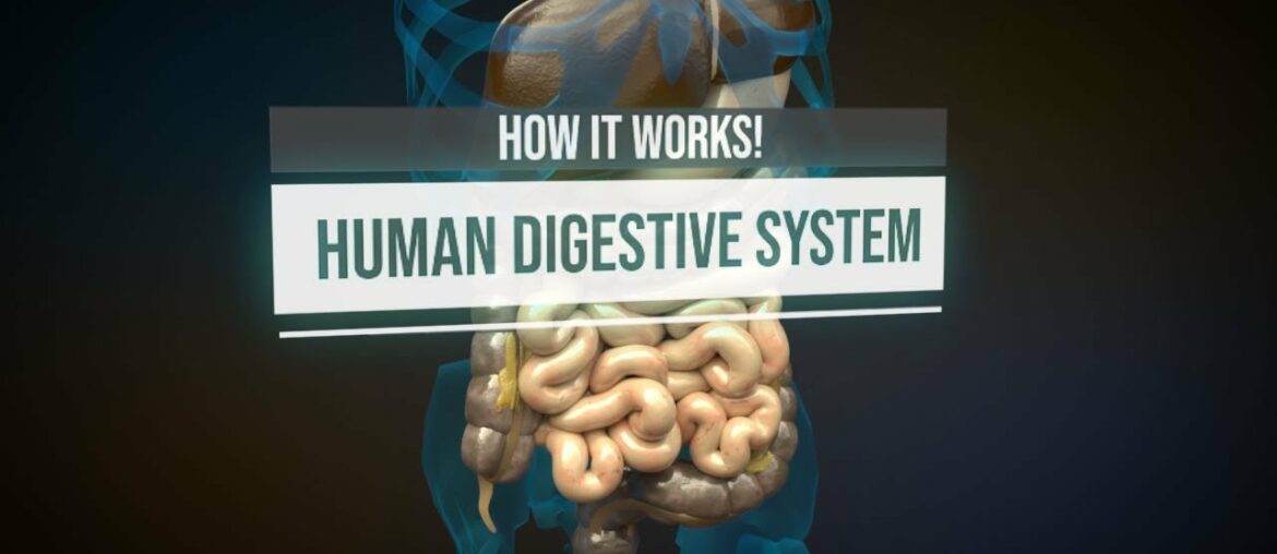 Human digestive system - How it works! (Animation)