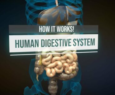 Human digestive system - How it works! (Animation)