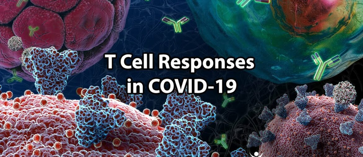 T cell Responses in COVID-19