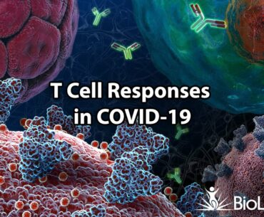 T cell Responses in COVID-19