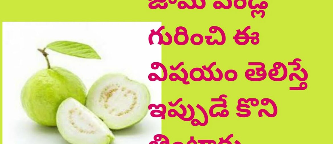 Health Benefits Of Guava Fruit  ||  Guava Fruits With More Vitamins  || Latest Health ||Jama Pandlu