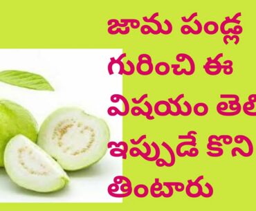 Health Benefits Of Guava Fruit  ||  Guava Fruits With More Vitamins  || Latest Health ||Jama Pandlu