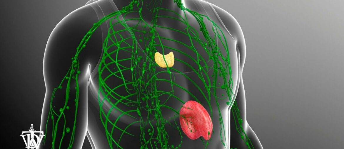 Your Immune System May Determine the Outcome During a Coronavirus Infection!