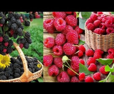 How to protect us from corona virus? - Immunity Boosting Foods