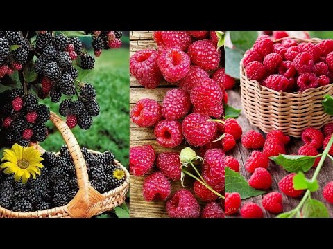 How to protect us from corona virus? - Immunity Boosting Foods