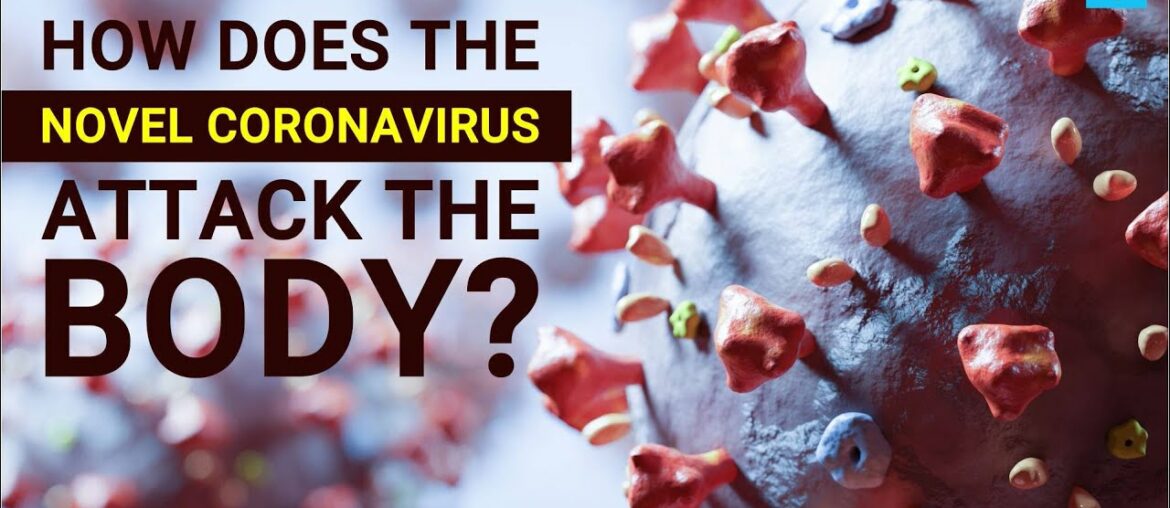 How Does The Novel Coronavirus Attack Human Body?