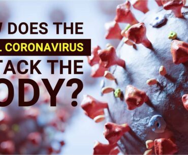 How Does The Novel Coronavirus Attack Human Body?