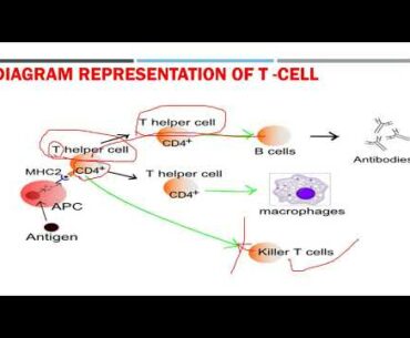 # coronavirus and how human body develop immune system for virus #UPSC # IAS