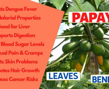 PAPAYA LEAVES BENEFITS | Dengue, Malaria, Liver, Digestion, Blood Sugar, Menstrual Pain, Skin, Hair
