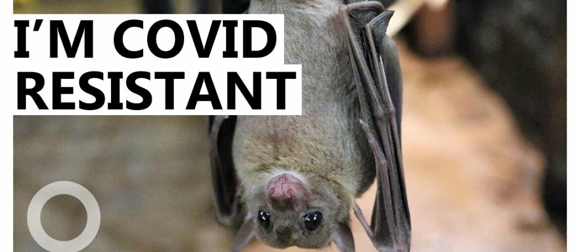 Why Bats Don’t Get Sick From COVID