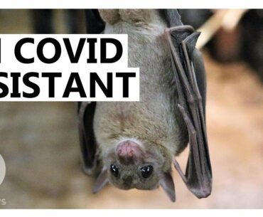 Why Bats Don’t Get Sick From COVID