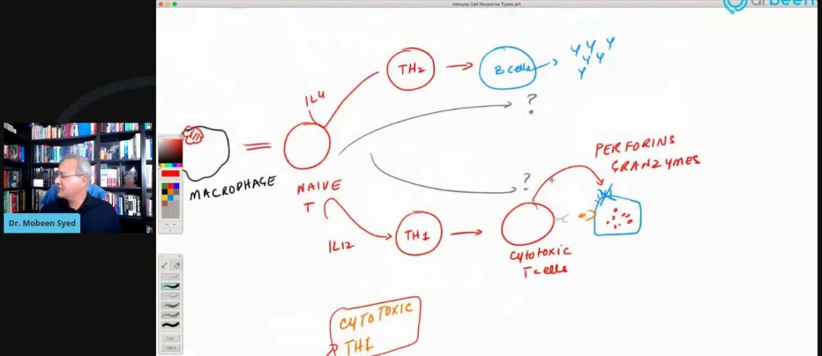 Immune System Response Types