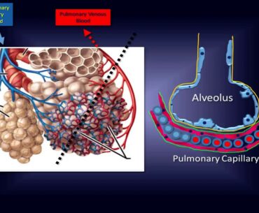 Intravenous Vitamin C: Pathway to a New Therapy to Save Lives