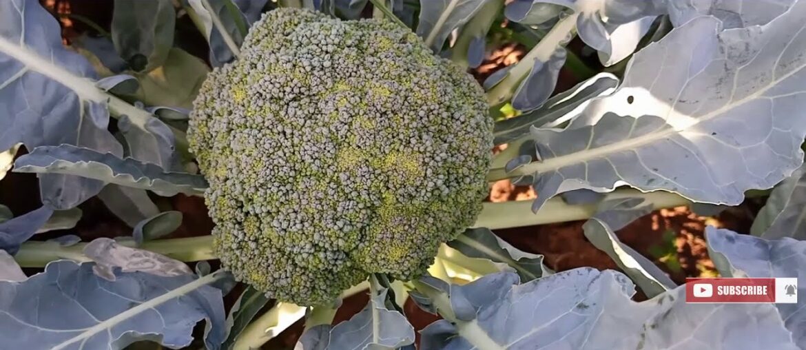 Medicinal Uses of Broccoli through its partial life cycle. Covid-19 Immune system.