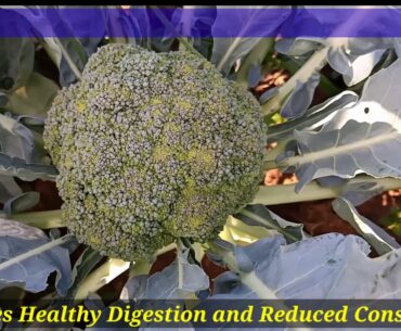 Medicinal Uses of Broccoli through its partial life cycle. Covid-19 Immune system.