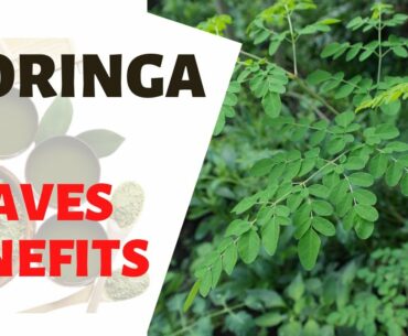 MORINGA LEAVES BENEFITS | Improve Lactation, Rich in Antioxidant, Lowers Cholesterol, Rich in Amino
