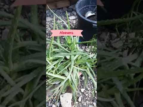 Paglipat ng tanim na ALOE VERA at KUTSAY