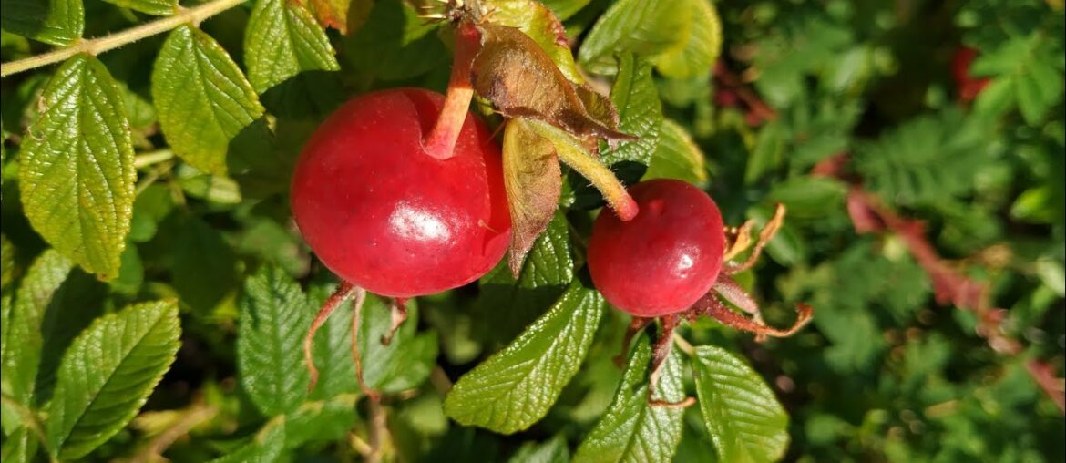 Beach Tomato (Rosa rugosa) with record Vitamin C content