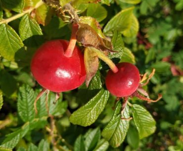 Beach Tomato (Rosa rugosa) with record Vitamin C content