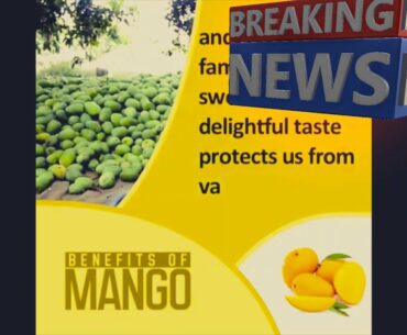Fresh Agriculture and Benefits Mangoes and its containing vitamins  and Minerals for Our Health