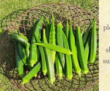 20 Health Benefits of Okra (Bhindi) | Amazing Bhindi |health benefits of Ladyfinger