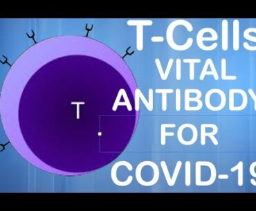 T-Cells : The Vital Antibodies For Conquering COVID-19