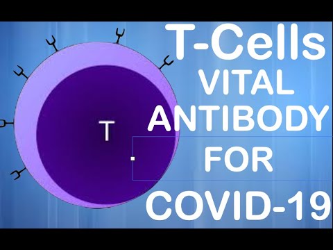 T-Cells : The Vital Antibodies For Conquering COVID-19