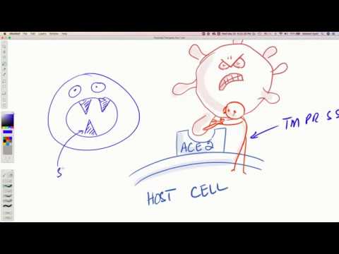 COVID-19 Insights. A VIRUS BLOCKER Camostat Mesylate