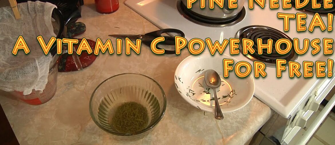 Pine Needle Tea A VITAMIN C POWERHOUSE - How to brew