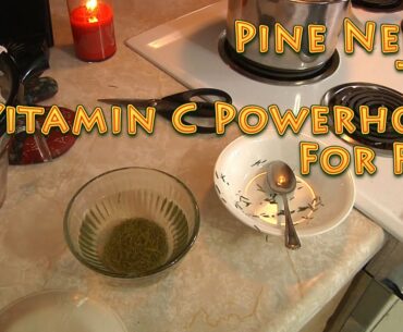 Pine Needle Tea A VITAMIN C POWERHOUSE - How to brew