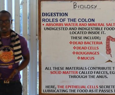 22. PART 3 The Digestive System AND Vitamins Biology Form 1