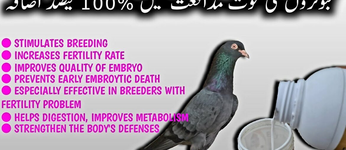 Best Vitamin for Pigeons