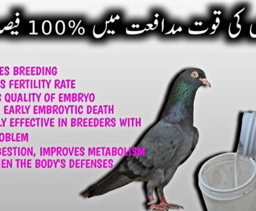 Best Vitamin for Pigeons