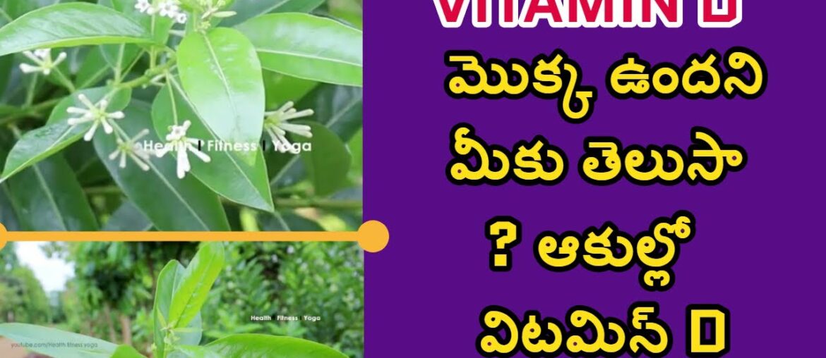 Vitamin D plant | Night queen vs day king | Perati mokkalu #healthfitnessyoga | garden plants