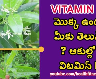 Vitamin D plant | Night queen vs day king | Perati mokkalu #healthfitnessyoga | garden plants