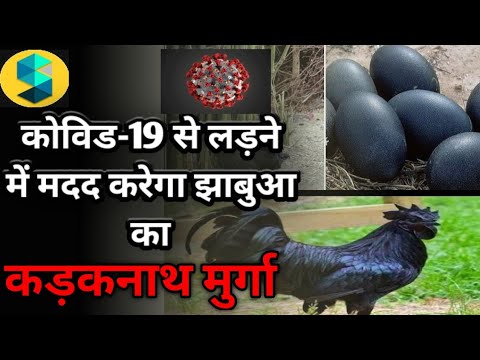 KADAKNATH' chicken  Covid-19 is helpful in the treatment of immunity booster | current affairs 2020