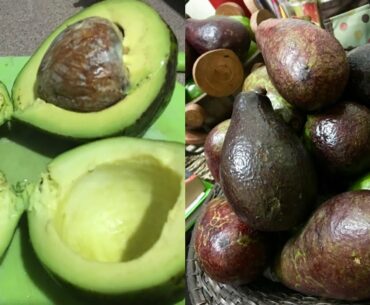 IS IT HEALTHY TO EAT AN AVOCADO A DAY?