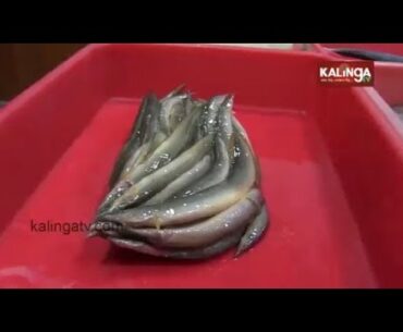 Opinion: Vitamin C, D & E In Fish Can Help Build Immunity Against Covid-19 || Kalinga TV