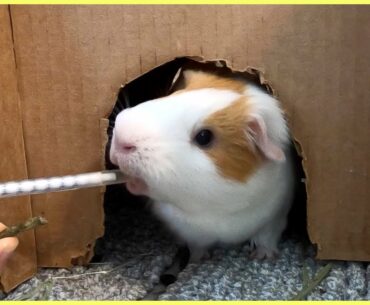 How to trick a guinea pig into drinking vitamin C