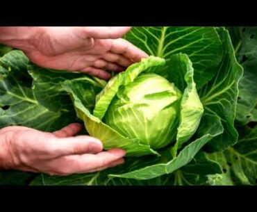 Cabbage Could Help Fight Covid 19 (Corona Virus)