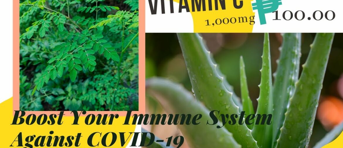Aloe Vera & Malunggay (Moringa) juice to boost your immune system against Covid-19.