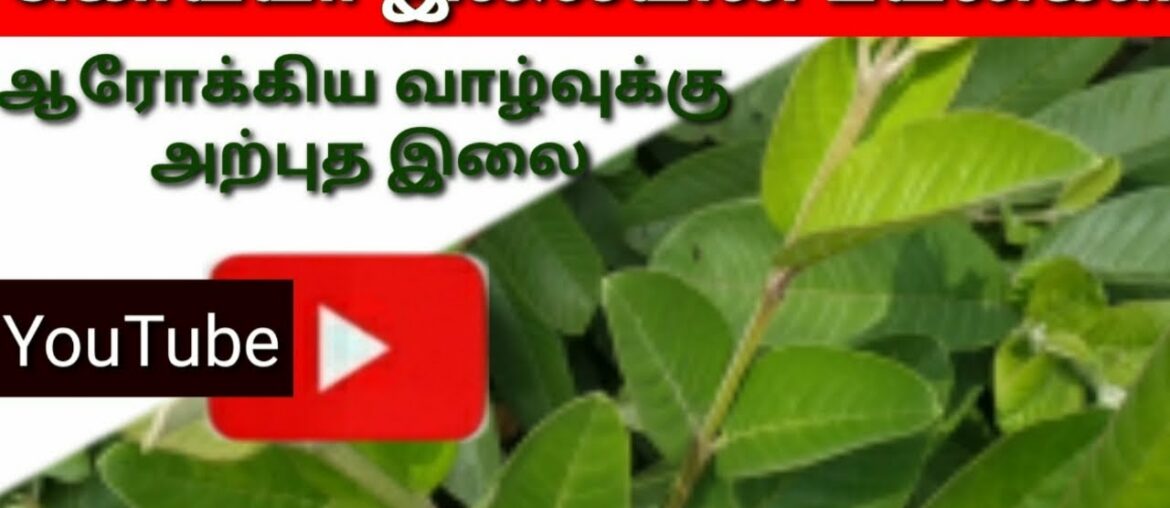 Amazing Tamil/ Guava leaf nutritional value,medicinal uses in Tamil.