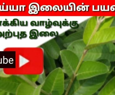 Amazing Tamil/ Guava leaf nutritional value,medicinal uses in Tamil.