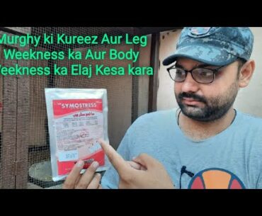 Aseel Murghy ki Kureez Aur body  Weekness | Leg Weekness Treatment Vitamins in Summer.