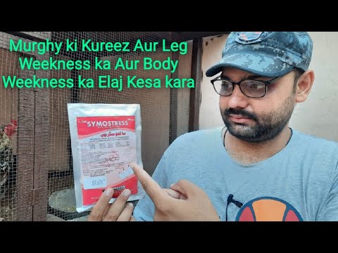 Aseel Murghy ki Kureez Aur body  Weekness | Leg Weekness Treatment Vitamins in Summer.