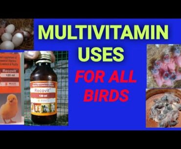 MULTIVITAMIN FOR ALL BIRDS