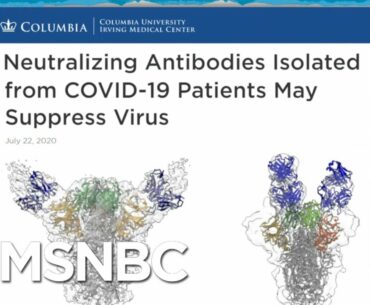 Isolated Coronavirus Antibodies Offer Hope For Vaccine, Treatment | Rachel Maddow | MSNBC