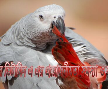 vitamin A Deficiency symptoms and treatment in bird's | parrot Diseases