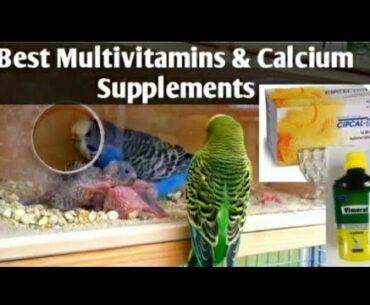 Budgies Parrots Supplements Calcium and Vitamins, love birds,Cockatiel