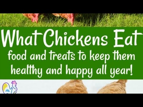 Supplements And Vitamins That Will Help Keep Your Chickens Healthy